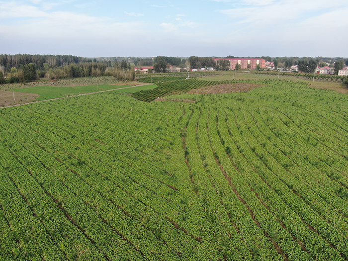 �۰�����ֲ�����ֹ���